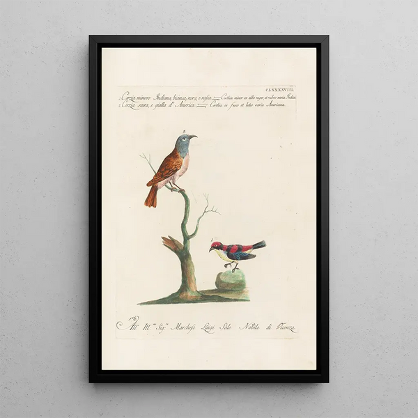 Ornithologia methodice digesta Pl185 - Saverio Manetti — quadro incorniciato alla parete