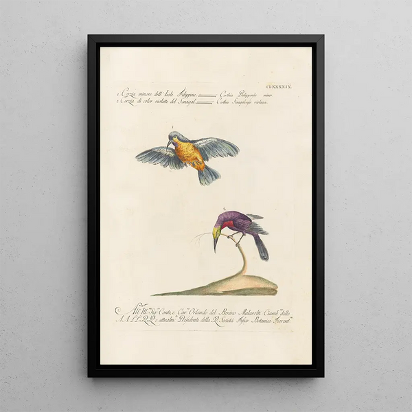 Ornithologia methodice digesta Pl186 - Saverio Manetti — quadro incorniciato alla parete