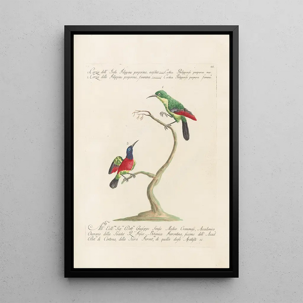 Ornithologia methodice digesta Pl187 - Saverio Manetti — quadro incorniciato alla parete