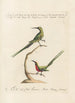 Ornithologia methodice digesta Pl188 - Saverio Manetti — vista dell’opera