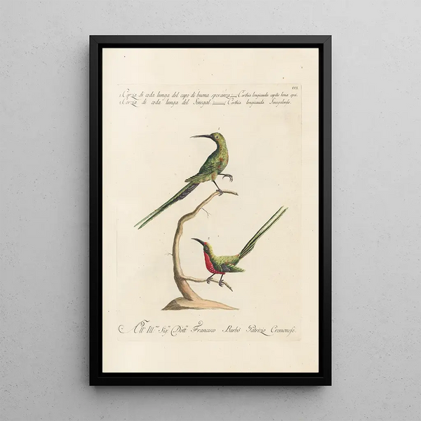 Ornithologia methodice digesta Pl188 - Saverio Manetti — quadro incorniciato alla parete