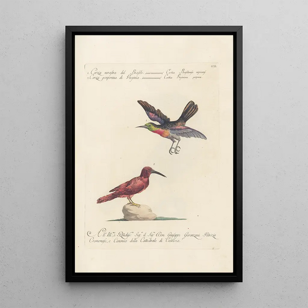 Ornithologia methodice digesta Pl189 - Saverio Manetti — quadro incorniciato alla parete