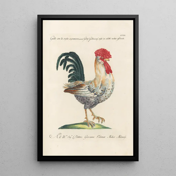 Ornithologia methodice digesta Pl190 - Saverio Manetti — quadro incorniciato alla parete