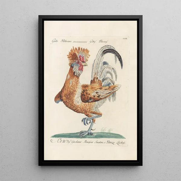 Ornithologia methodice digesta Pl191 - Saverio Manetti — quadro incorniciato alla parete