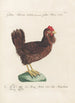 Ornithologia methodice digesta Pl192 - Saverio Manetti — vista dell’opera
