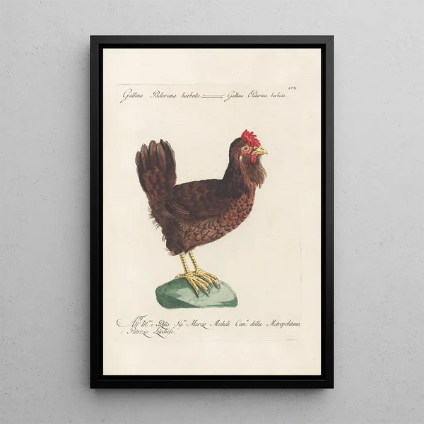 Ornithologia methodice digesta Pl192 - Saverio Manetti — quadro incorniciato alla parete
