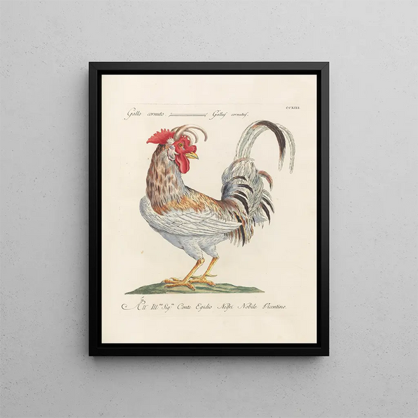 L'ornithologie ha digerito metodicamente Pl195 - Saverio Manetti — quadro incorniciato alla parete