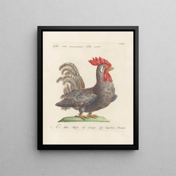 L'ornithologie a méthodiquement digerito Pl196 - Saverio Manetti — quadro incorniciato alla parete