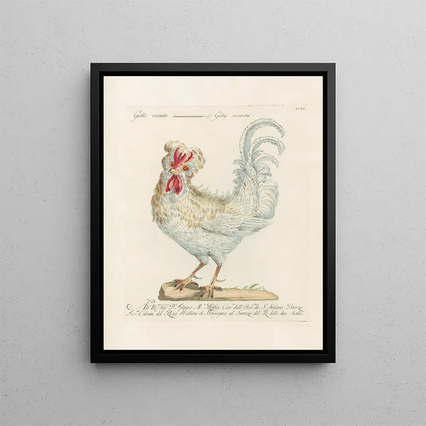 L'ornithologie ha digerito metodicamente Pl197 - Saverio Manetti — quadro incorniciato alla parete