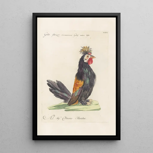 Ornithologia methodice digesta Pl198 - Saverio Manetti — quadro incorniciato alla parete