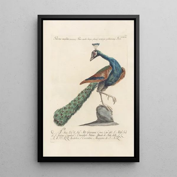 Ornithologia methodice digesta Pl199 - Saverio Manetti — quadro incorniciato alla parete