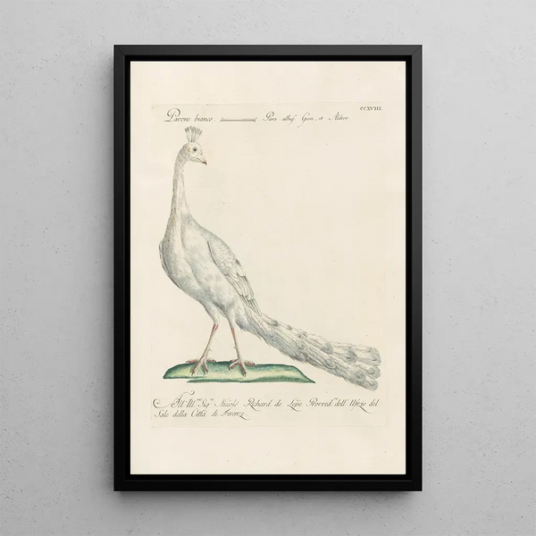 Ornithologia methodice digesta Pl200 - Saverio Manetti — quadro incorniciato alla parete