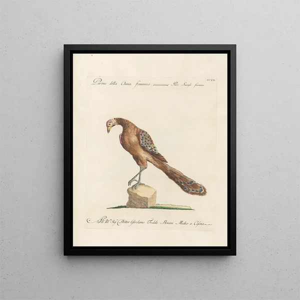 Ornithologie metodicamente digerito Pl202 - Saverio Manetti — quadro incorniciato alla parete