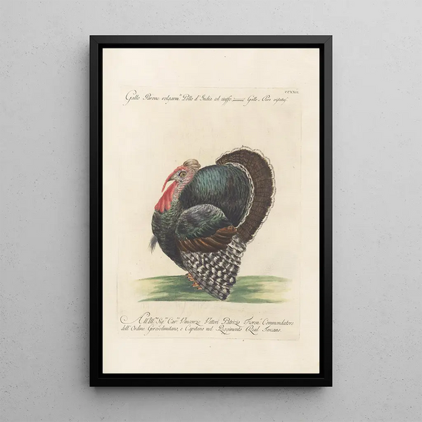Ornithologia methodice digesta Pl204 - Saverio Manetti — quadro incorniciato alla parete