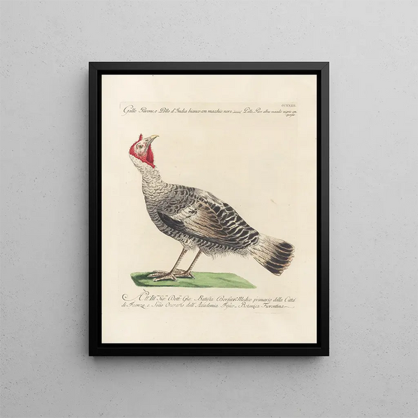 Ornithologie metodicamente digerito Pl205 - Saverio Manetti — quadro incorniciato alla parete