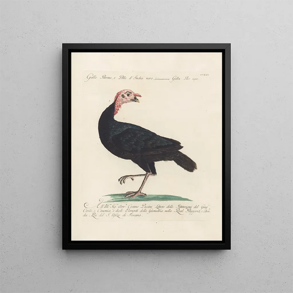 Ornithologie metodicamente digerito Pl207 - Saverio Manetti — quadro incorniciato alla parete
