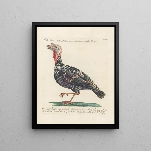 Ornithologie metodicamente digerito Pl208 - Saverio Manetti — quadro incorniciato alla parete