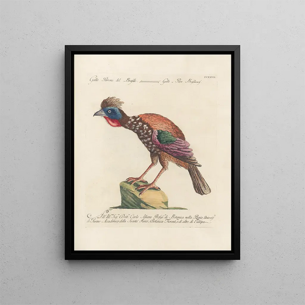 Ornithologie metodicamente digerita Pl209 - Saverio Manetti — quadro incorniciato alla parete