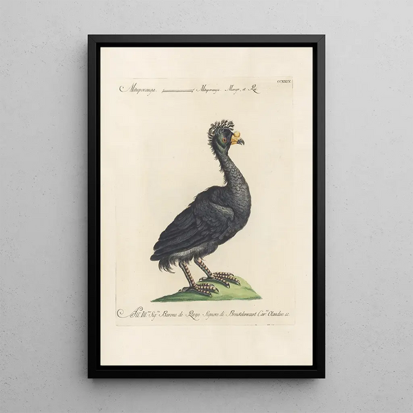 Ornithologia methodice digesta Pl211 - Saverio Manetti — quadro incorniciato alla parete