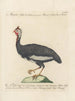 L'ornithologie ha digerito metodicamente Pl212 - Saverio Manetti — vista dell’opera