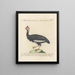L'ornithologie ha digerito metodicamente Pl212 - Saverio Manetti — quadro incorniciato alla parete