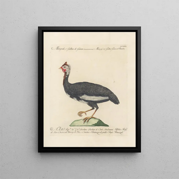 L'ornithologie ha digerito metodicamente Pl212 - Saverio Manetti — quadro incorniciato alla parete