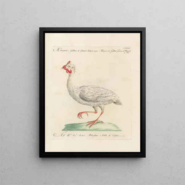 L'ornithologie ha digerito metodicamente Pl213 - Saverio Manetti — quadro incorniciato alla parete