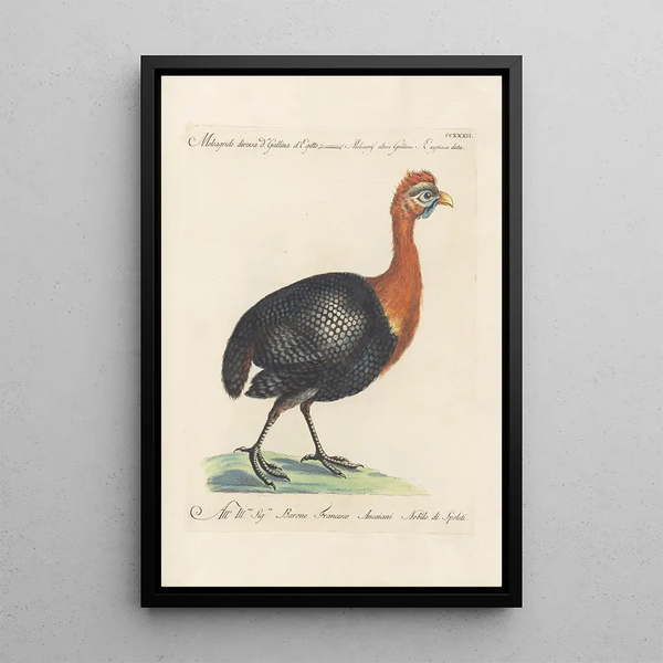 Ornithologia methodice digesta Pl214 - Saverio Manetti — quadro incorniciato alla parete