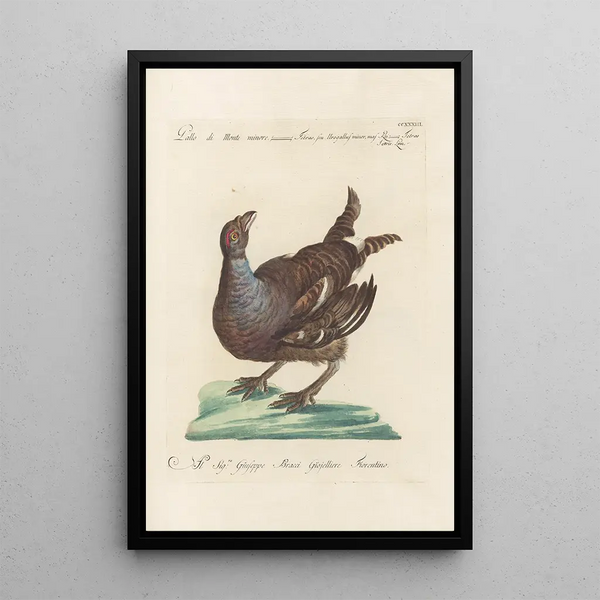 Ornithologia methodice digesta Pl215 - Saverio Manetti — quadro incorniciato alla parete