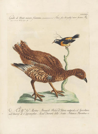 Saverio Manetti - Ornithologia methodice digesta Pl216.webp
