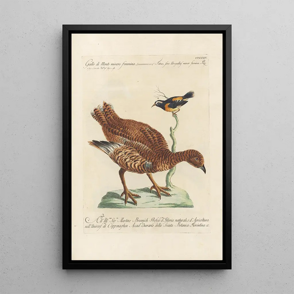 Ornithologia methodice digesta Pl216 - Saverio Manetti — quadro incorniciato alla parete