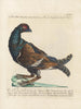 L'ornithologie ha digerito metodicamente Pl217 - Saverio Manetti — vista dell’opera