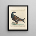 L'ornithologie ha digerito metodicamente Pl217 - Saverio Manetti — quadro incorniciato alla parete