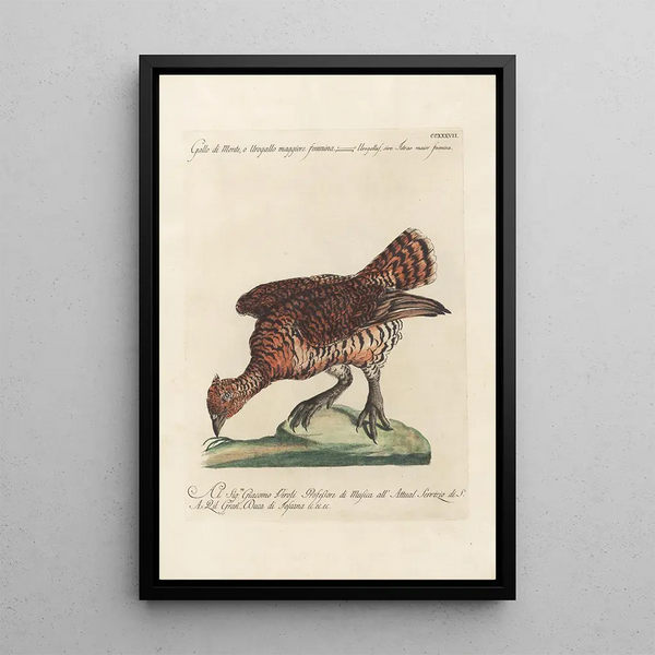 Ornithologia methodice digesta Pl219 - Saverio Manetti — quadro incorniciato alla parete