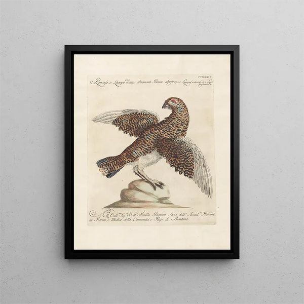 L'ornithologie ha digerito metodicamente Pl221 - Saverio Manetti — quadro incorniciato alla parete