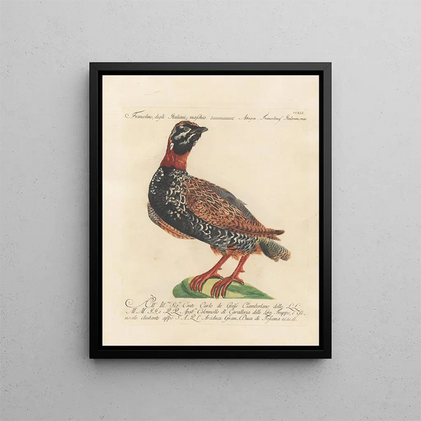 Ornithologie metodicamente digerito Pl223 - Saverio Manetti — quadro incorniciato alla parete