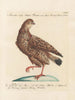 L'ornithologie ha digerito metodicamente Pl224 - Saverio Manetti — vista dell’opera