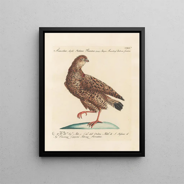 L'ornithologie ha digerito metodicamente Pl224 - Saverio Manetti — quadro incorniciato alla parete