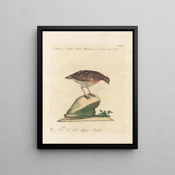 Ornithologia metodicamente digerito Pl226 - Saverio Manetti — quadro incorniciato alla parete