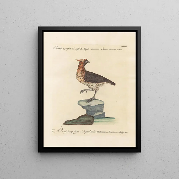 Ornithologie metodicamente digerito Pl228 - Saverio Manetti — quadro incorniciato alla parete