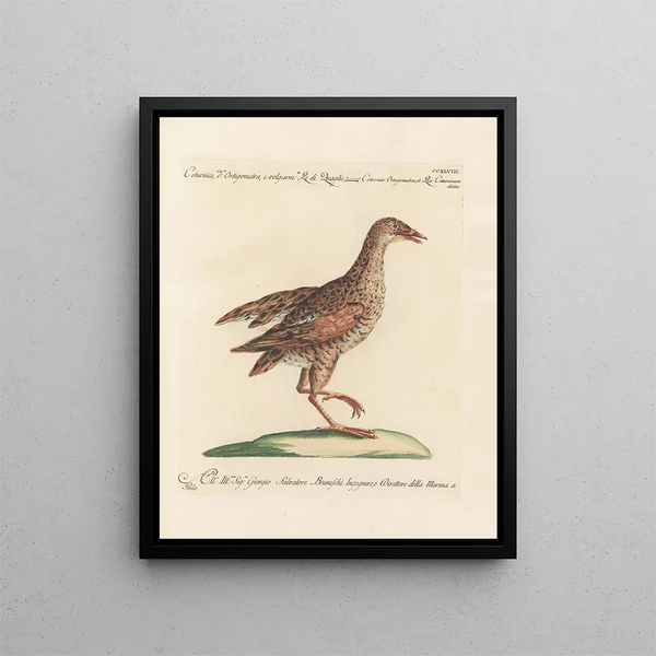 Ornithologie metodicamente digerito Pl230 - Saverio Manetti — quadro incorniciato alla parete