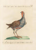 L'ornithologie ha digerito metodicamente Pl231 - Saverio Manetti — vista dell’opera