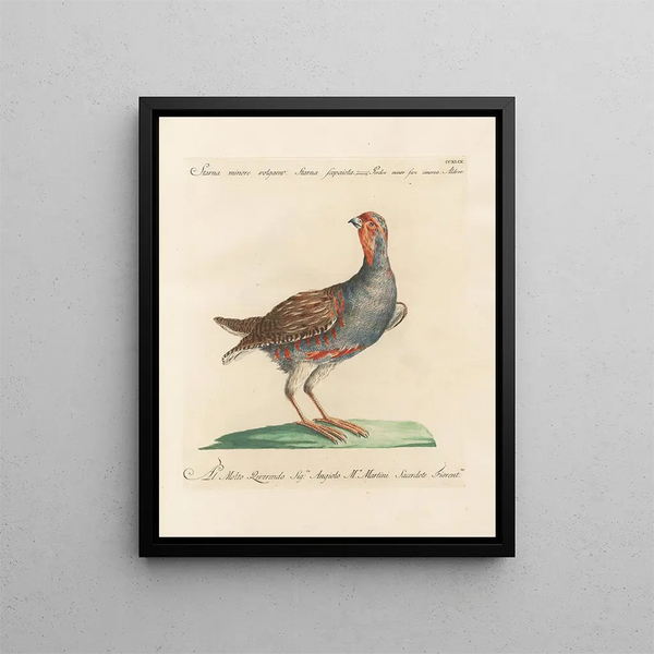L'ornithologie ha digerito metodicamente Pl231 - Saverio Manetti — quadro incorniciato alla parete