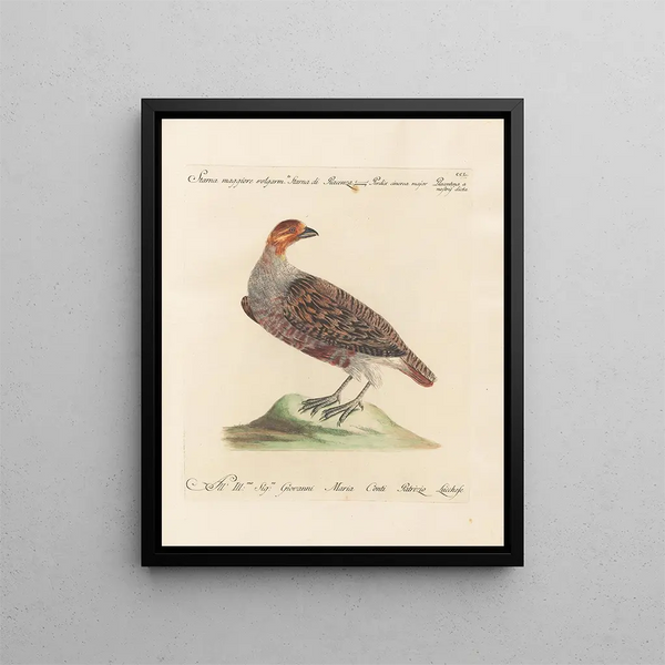 L'ornithologie ha digerito metodicamente Pl232 - Saverio Manetti — quadro incorniciato alla parete