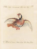 Ornithologie metodicamente digerito Pl235 - Saverio Manetti — vista dell’opera