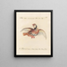 Ornithologie metodicamente digerito Pl235 - Saverio Manetti — quadro incorniciato alla parete