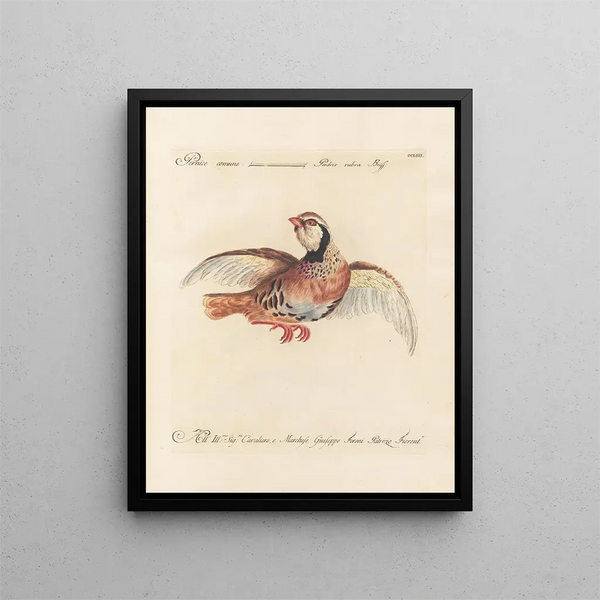 Ornithologie metodicamente digerito Pl235 - Saverio Manetti — quadro incorniciato alla parete