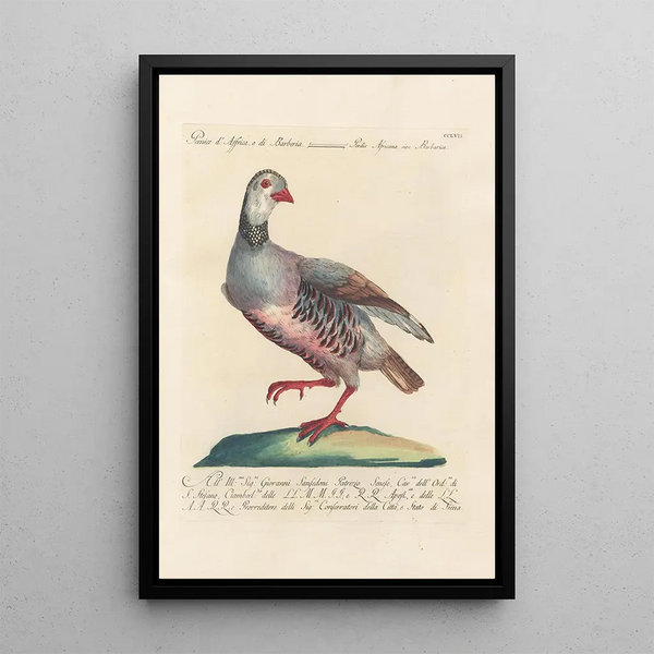 Ornithologia methodice digesta Pl239 - Saverio Manetti — quadro incorniciato alla parete