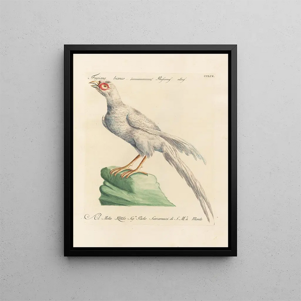 L'ornithologie metodicamente digerita Pl241 - Saverio Manetti — quadro incorniciato alla parete