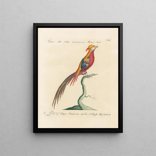 Saverio Manetti - Ornithologia methodice digesta Pl242.webp